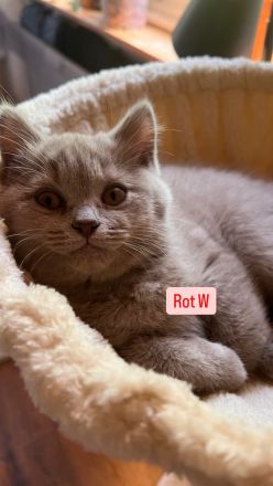 BKH Kitten Abholbereit