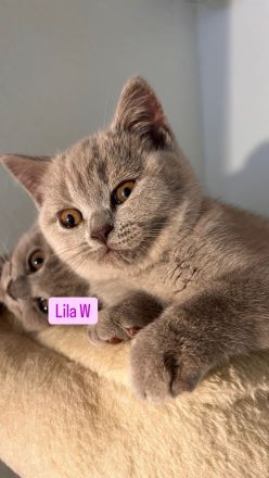 BKH Kitten Abholbereit