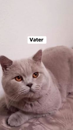 BKH Kitten Abholbereit