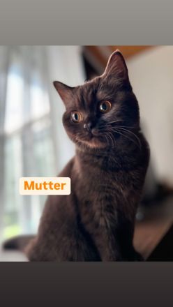 BKH Kitten Abholbereit