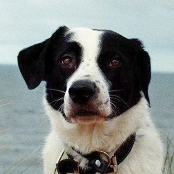 Speckbert, geb. ca. 02/2021, lebt bei einer Familie in 58636 Iserlohn