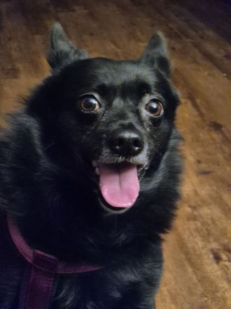 Mittelspitz-Mischling