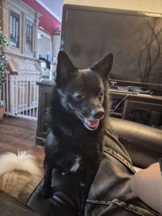 Mittelspitz-Mischling