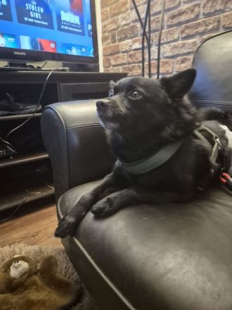 Mittelspitz-Mischling