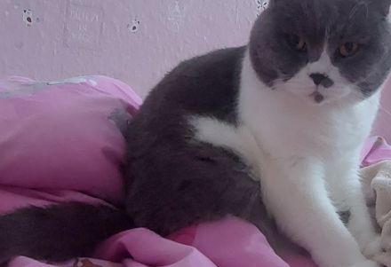 Zwei  Hauskatzen suchen neue zu Hause