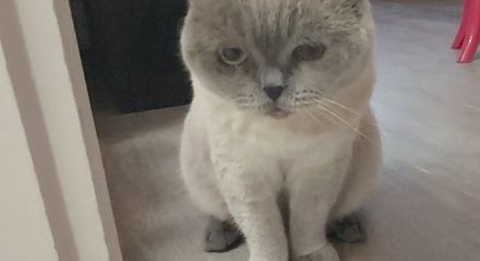 Zwei  Hauskatzen suchen neue zu Hause