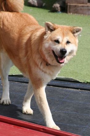 Maia