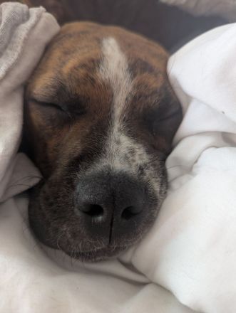 Bulldog Mix Hündin in gute Hände abzugeben