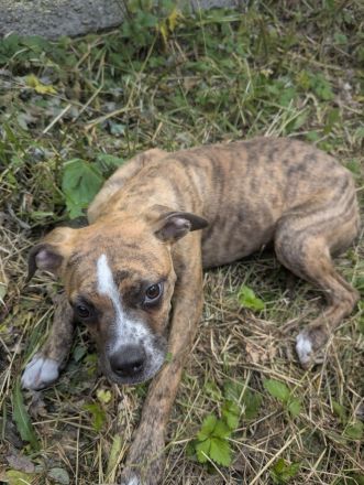Bulldog Mix Hündin in gute Hände abzugeben