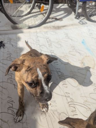 Bulldog Mix Hündin in gute Hände abzugeben