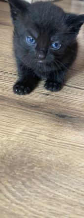 2 süße schwarze katzenmädchen suchen bald Zuhause