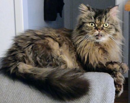 Ambulante Katzenpflege