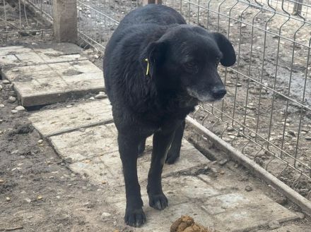 Trudi, ruhige, zurückhaltende Hündin, die die Freude am Leben verloren hat, 6-7 Jahre, 45-50 cm