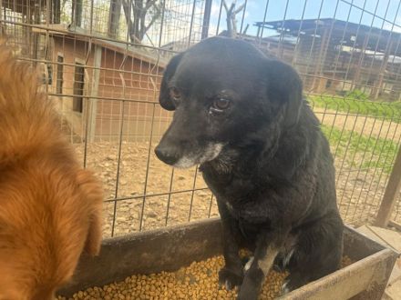 Trudi, ruhige, zurückhaltende Hündin, die die Freude am Leben verloren hat, 6-7 Jahre, 45-50 cm