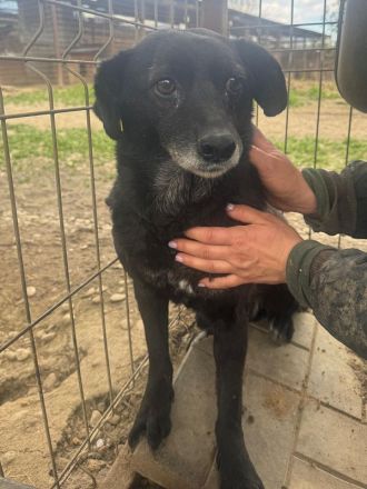 Trudi, ruhige, zurückhaltende Hündin, die die Freude am Leben verloren hat, 6-7 Jahre, 45-50 cm