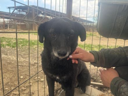 Trudi, ruhige, zurückhaltende Hündin, die die Freude am Leben verloren hat, 6-7 Jahre, 45-50 cm