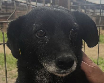 Trudi, ruhige, zurückhaltende Hündin, die die Freude am Leben verloren hat, 6-7 Jahre, 45-50 cm