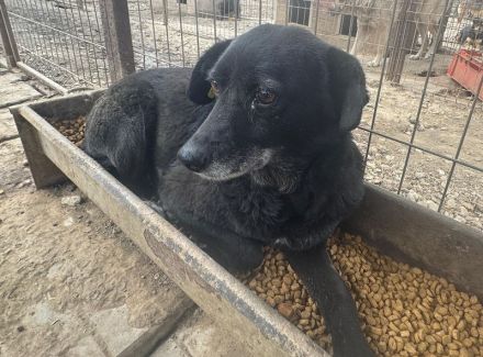 Trudi, ruhige, zurückhaltende Hündin, die die Freude am Leben verloren hat, 6-7 Jahre, 45-50 cm