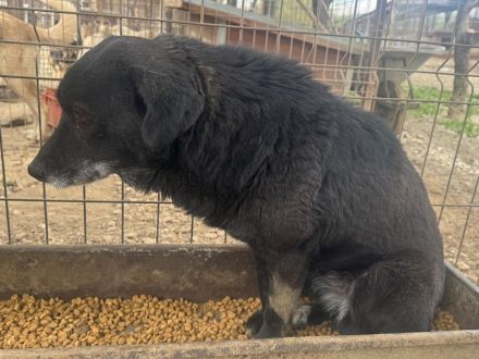 Trudi, ruhige, zurückhaltende Hündin, die die Freude am Leben verloren hat, 6-7 Jahre, 45-50 cm