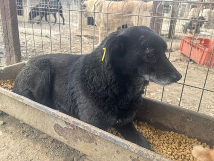 Trudi, ruhige, zurückhaltende Hündin, die die Freude am Leben verloren hat, 6-7 Jahre, 45-50 cm