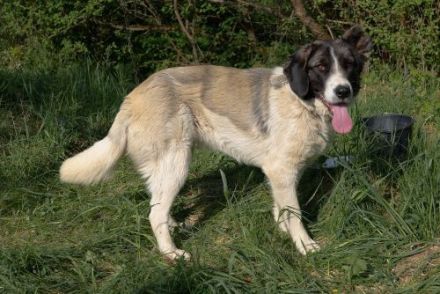 Aufgeschlossene Allegra sucht liebevolles Zuhause