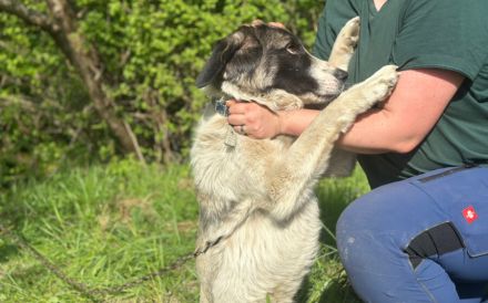Aufgeschlossene Allegra sucht liebevolles Zuhause