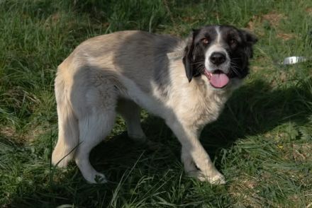 Aufgeschlossene Allegra sucht liebevolles Zuhause