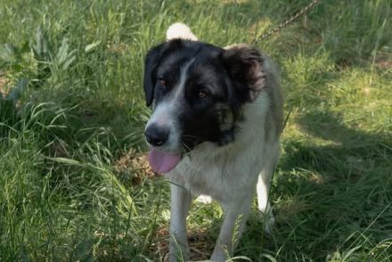 Aufgeschlossene Allegra sucht liebevolles Zuhause