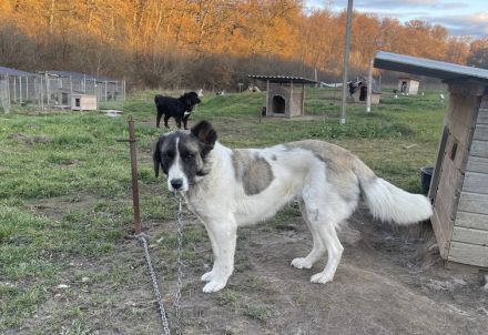 Aufgeschlossene Allegra sucht liebevolles Zuhause