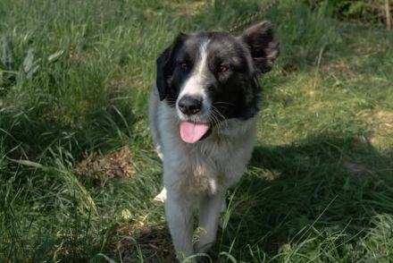 Aufgeschlossene Allegra sucht liebevolles Zuhause