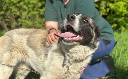 Aufgeschlossene Allegra sucht liebevolles Zuhause