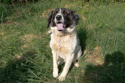 Aufgeschlossene Allegra sucht liebevolles Zuhause