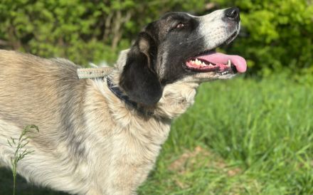 Aufgeschlossene Allegra sucht liebevolles Zuhause