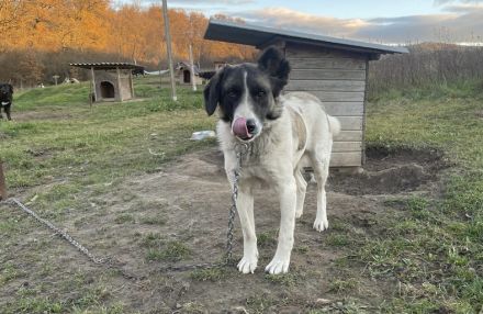 Aufgeschlossene Allegra sucht liebevolles Zuhause