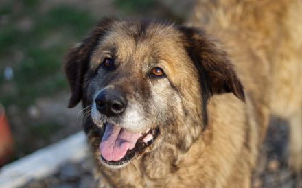 Seniorin Frieda sucht Alterssitz