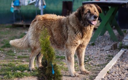 Seniorin Frieda sucht Alterssitz