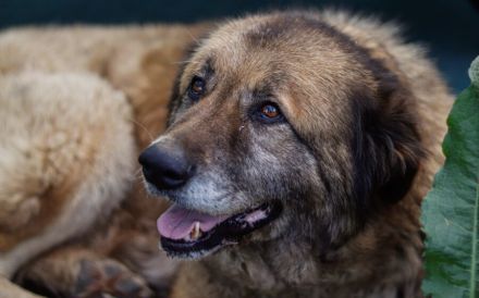 Seniorin Frieda sucht Alterssitz