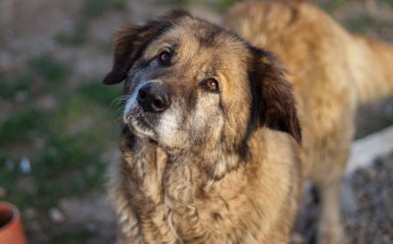 Seniorin Frieda sucht Alterssitz