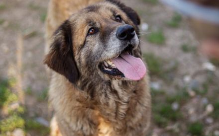 Seniorin Frieda sucht Alterssitz