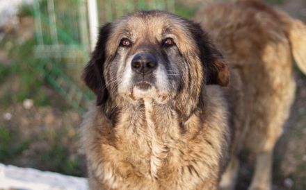 Seniorin Frieda sucht Alterssitz