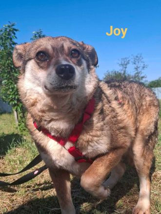 JOY - 10-jährige Hündin sucht ihren Platz