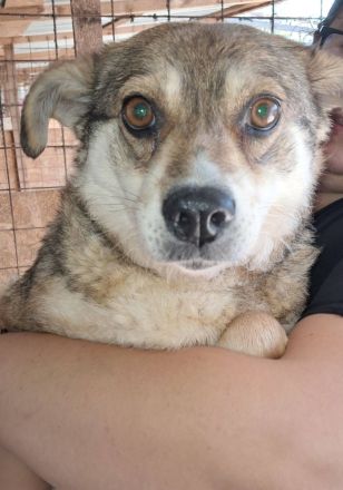 JOY - 10-jährige Hündin sucht ihren Platz