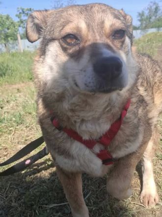 JOY - 10-jährige Hündin sucht ihren Platz