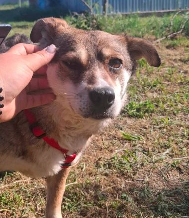 JOY - 10-jährige Hündin sucht ihren Platz