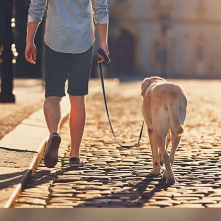 An lockerer Leine  7 Techniken – 1 Ziel