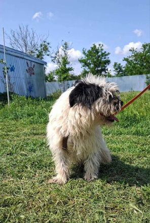 Tom & Jerry - zwei kleine, verlassene Brüder