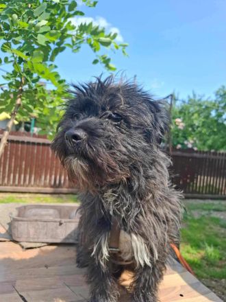 Tom & Jerry - zwei kleine, verlassene Brüder