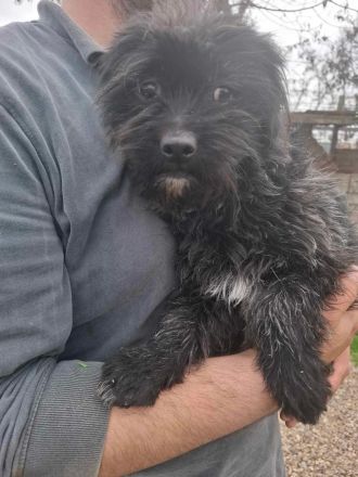 Tom & Jerry - zwei kleine, verlassene Brüder