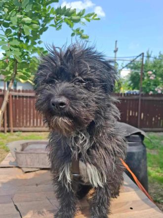 Tom & Jerry - zwei kleine, verlassene Brüder