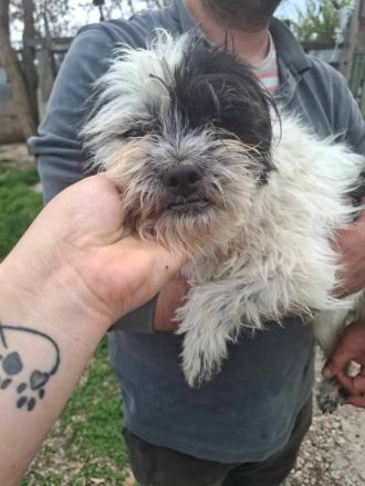 Tom & Jerry - zwei kleine, verlassene Brüder